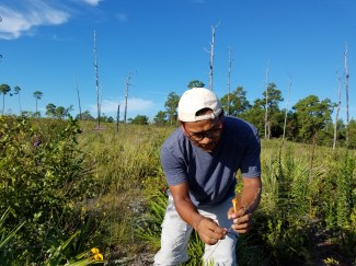 Chapmannia floridana.jpg